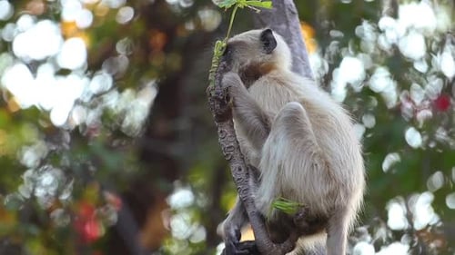 Gray Langur Semnopithecus, Also Called Hanuman Langur
