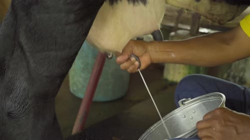 People hand milking cow teat by farmer hand squeezing, agriculture dairy farm