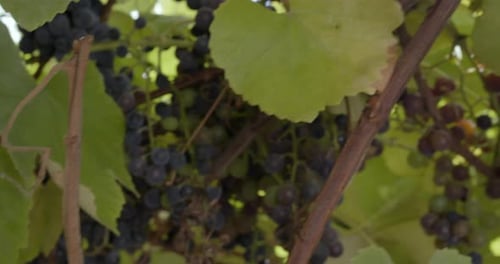 Bündel roter Trauben hängen an der Rebe
