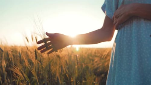 Woman Walks Through a Green Wheat Field and Touches the Ears of Wheat with Her Hands Against the