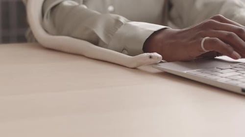 Serpent blanc rampant sur le bureau