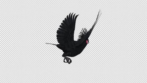 Black Parrot - Palm Cockatoo - Flying Loop - Back Angle - Alpha Channel