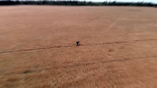 A man rides a bicycle along a wheat field during the day.
