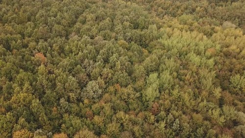 Autumn Forest Aerial View