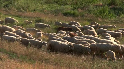 Group of Sheep Is Walking
