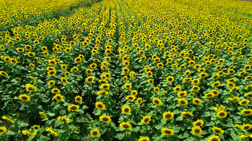 Ein Feld aus Sonnenblumen