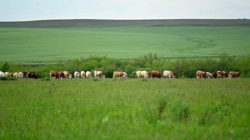 A herd of white and brown cows eating grass in the fields. Farmers graze cattle