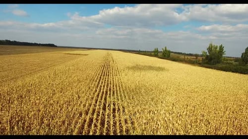 Wheat Field Corn at Sunset. The Sunbeams. Aerial Shot