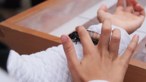 Madagascar Cockroach on the Girl's Hand. The Child Holding and Stroking Insect.