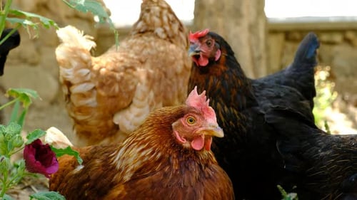 Chickens in Natural Environment