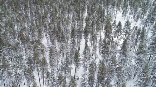 Winterwaldbäume mit Schnee