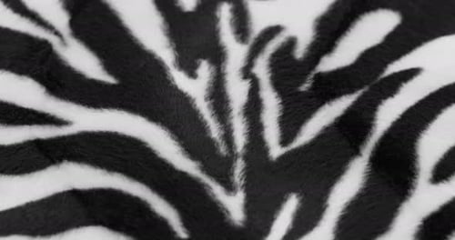 Black and White Zebra Animal Pattern Close Up