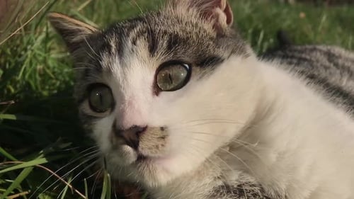 Slow motion of Felis catus kitten playing outdoor in the field 1920X1080 HD footage - Domestic g