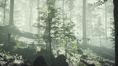 Sunny Silhouetted Forest with Sunbeams Through Fog