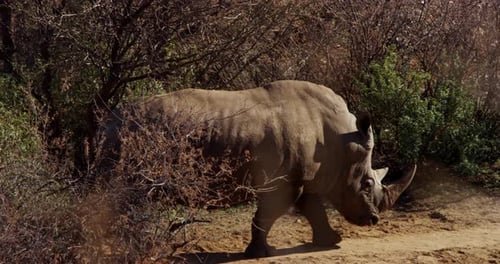 Filmmaterial von Rhino