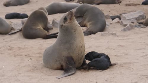Mother sea lion feeding her pup