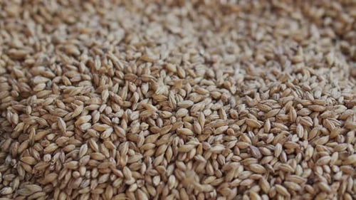 Man Pours Barley Malt - dentro da cervejaria - Câmera lenta HQ