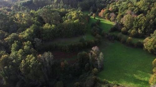 Magischer Wald