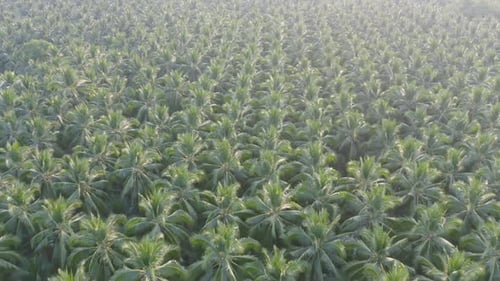 Aerial top view of lush green trees from above in tropical forest in national park in summer