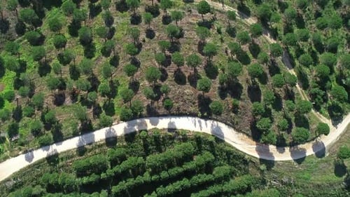 Aerial Top View of Orange Tree Groves on Hills