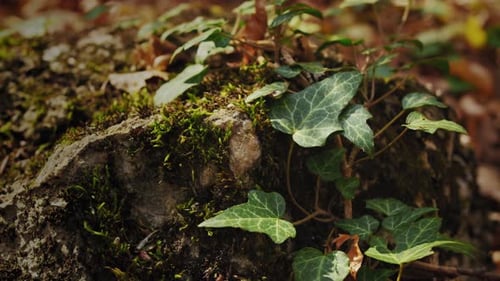 Mossy Rock Covered with Vibrant Green Ivy