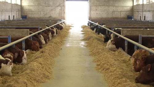General view of cattle eating in the barn.