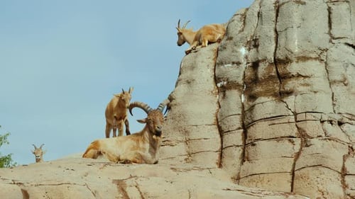The Family of Mountain Goats Rests on a Rock
