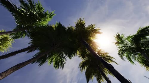 Bottom View of Coconut Palm Trees in Sunshine