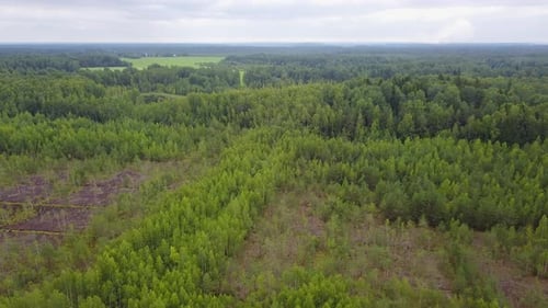 Small Lake In The Forest 19