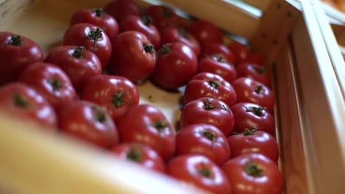 Closeup Unrecognizable Female Hands Take Red Colorful Tomatoes in Grocery Store