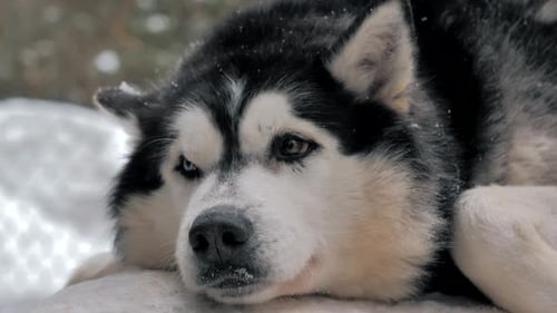 Husky Dog Resting Peacefully in Snowy Winter Forest