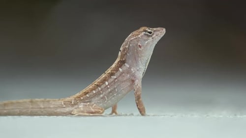 Gros plan macro du lézard soufflé seul se réchauffant sur le soleil d'été