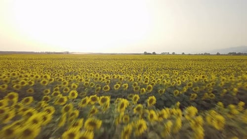 Campo de girassóis