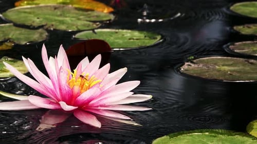Lotus Flowers On Lake Water 20