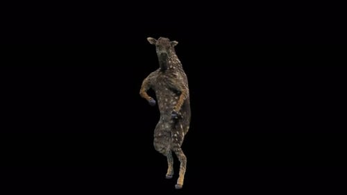 Dancing Spotted Deer 3D Animation with Alpha Channel