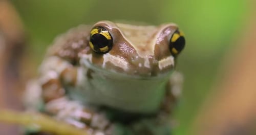 Mission Golden-eyed Tree Frog or Amazon Milk Frog Trachycephalus Resinifictrix