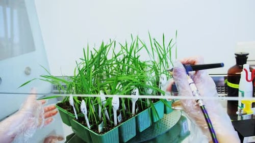 Seedlings Sprayed in Laboratory with Airbrush