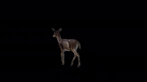 Black Deer Doe Walk Blick von der Rückseite