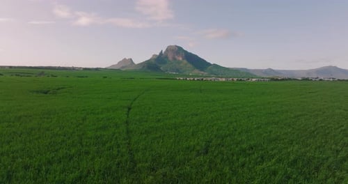Flight Over a Field of Green Juicy Sugar Cane