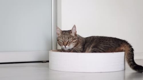 Striped Domestic Cat Sitting in White Box in Modern Scandinavian Interior at Home