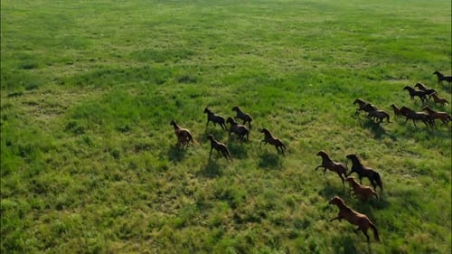 Chevaux sauvages qui courent des Mustangs sauvages sur la belle herbe verte