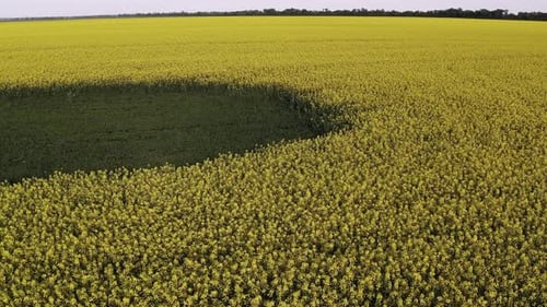 Low quadcopter flight over a field of yellow flowering rapeseed. Trees with green leaves.
