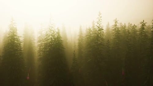 Plantation of Cannabis in Deep Fog