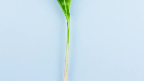 Small Fragile White Fragrant Lily of the Valley Flowers Lie