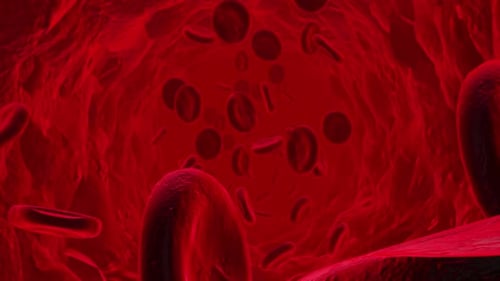 3D Animation of Red Blood Cells Flowing Through Vein