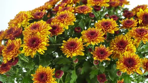 Rotating Autumn Garden Flowers On The Background 3.