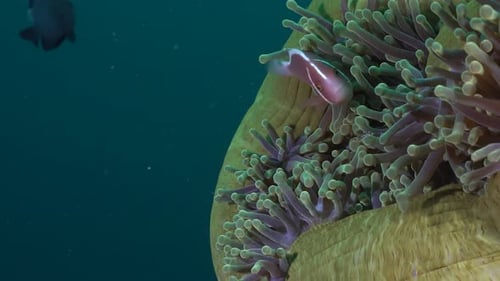 Pink skunk anemone fish swimming in closed green sea anemone on a coral reef.