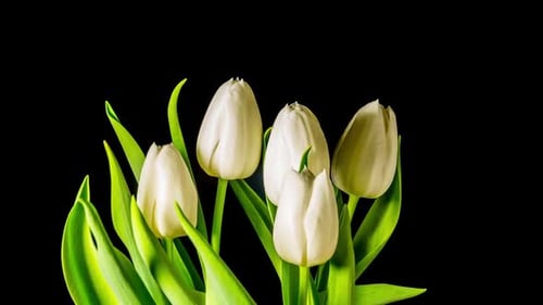 Time Lapse of White Tulip Blooming