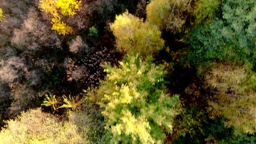 Forest seen from above. Beautiful, colorful woods in autumn.