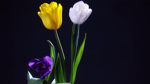 Colorful Tulips Floral Arrangement on Dark Background